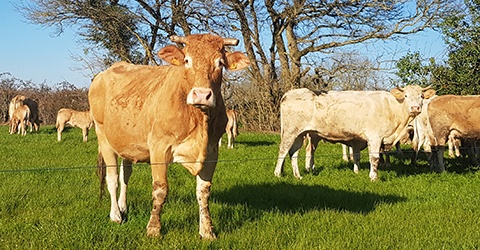 La Ferme de Charchenay