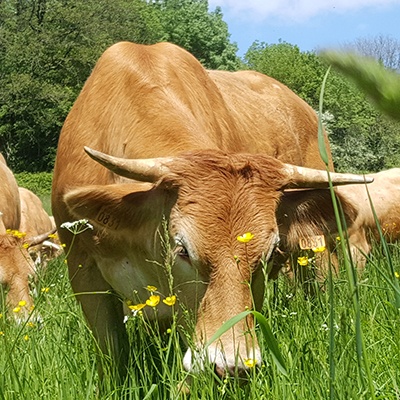 Viande bovine à la Ferme de Charchenay