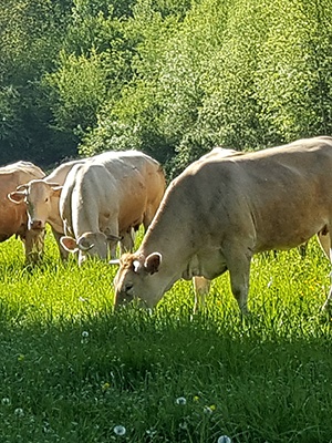 Pâturage du troupeau à la Ferme de Charchenay