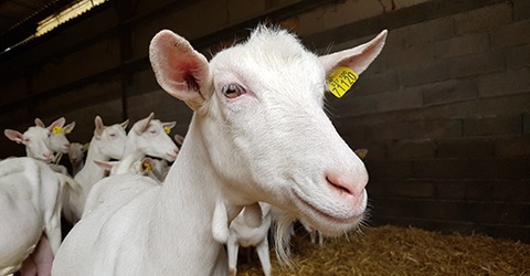 La Ferme de Charchenay