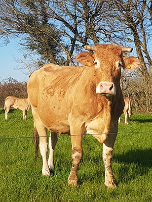 Vache Blonde d'Aquitaine à la Ferme de Charchenay